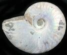 Silver Iridescent Ammonite - Madagascar #29896-1